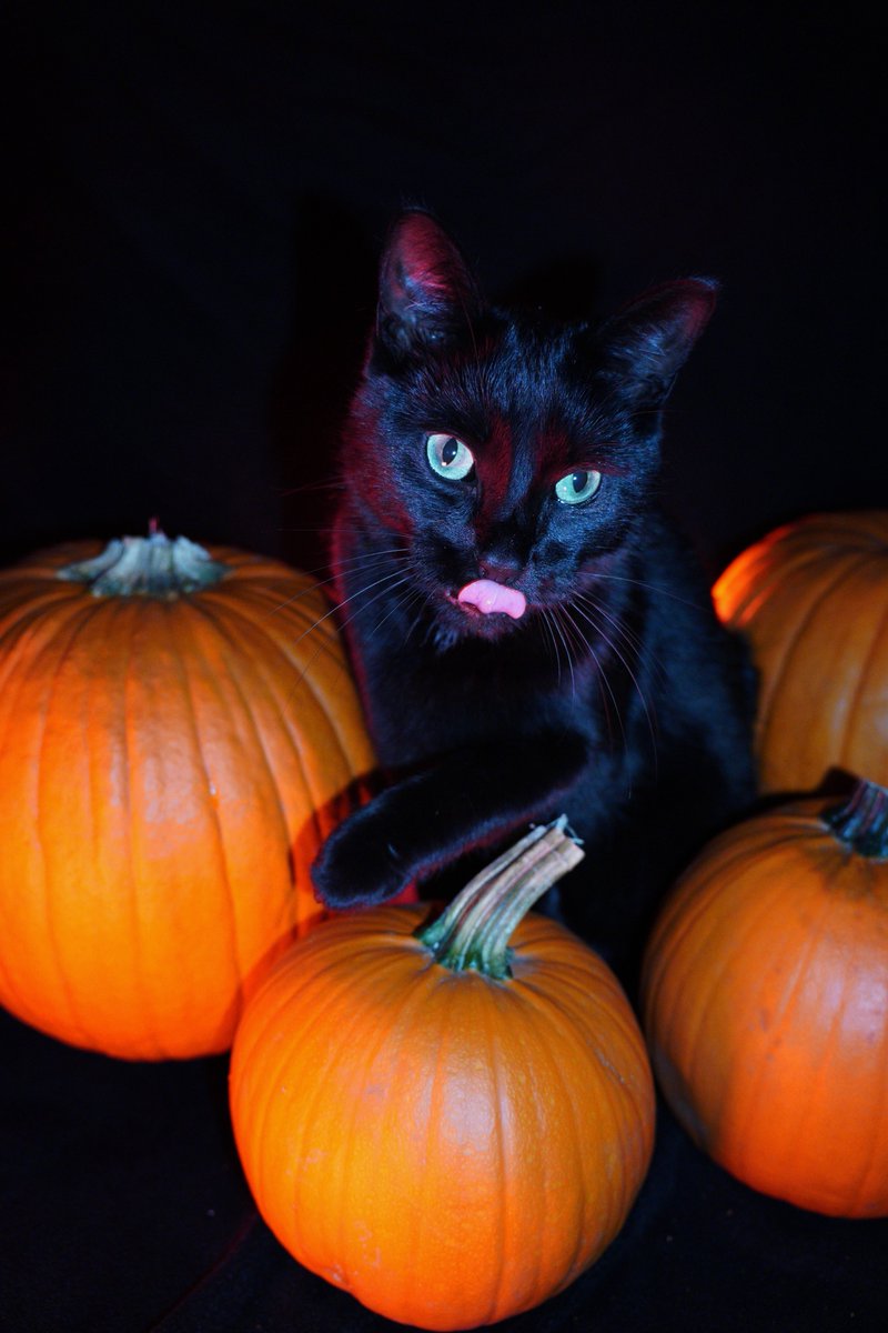 GillianHayek's tweet photo. Tobey loves pumpkins https://t.co/1Ezl7d8Cb8