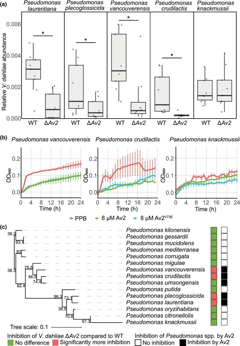 Undermining the cry for help: the phytopathogenic fungus Verticillium dahliae secretes an antimicrobial effector protein to undermine host recruitment of antagonistic Pseudomonas bacteria - Kraege - New Phytologist - Wiley Online Library nph.onlinelibrary.wiley.com/doi/full/10.11…