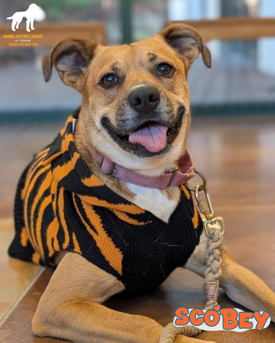 Animal Defense League of Texas tweet media