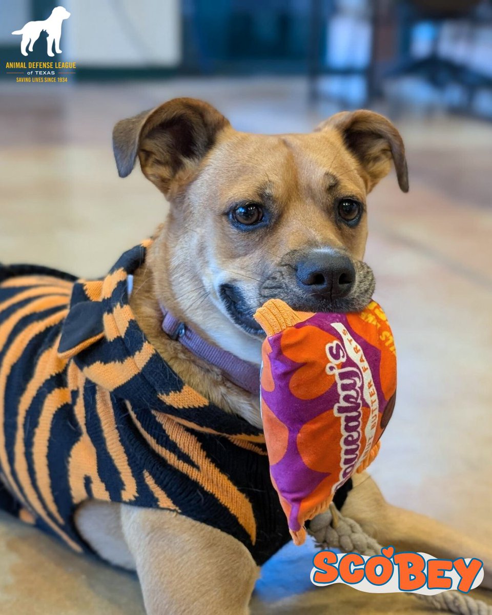 Animal Defense League of Texas tweet media