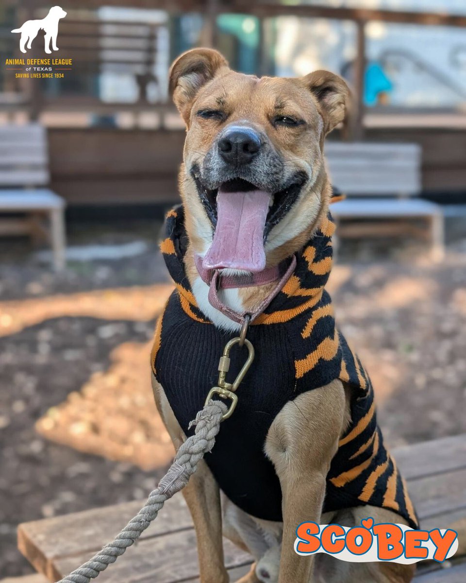 Animal Defense League of Texas tweet media