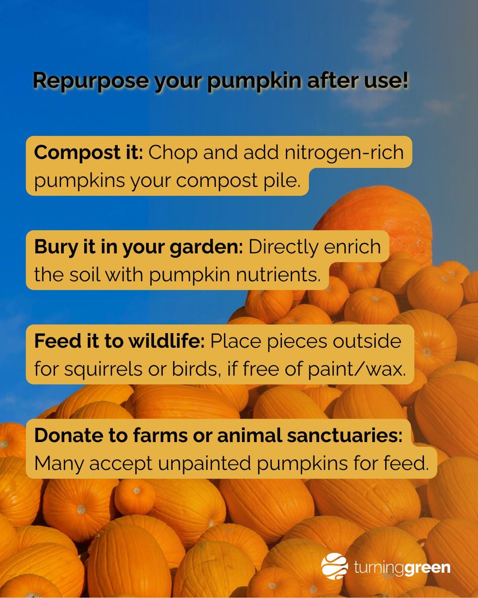 Before the carving, cooking, or composting—there’s the growing. 🎃 Pumpkins are planted, tended, and harvested with care long before they reach our porches and plates.

 Let’s make the most of every part and effort behind them this spooky season! 👩‍🌾💚