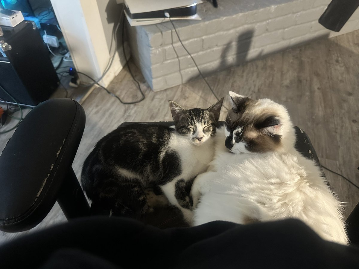 RobotProxyWar's tweet image. Frank loves her new kitten 🐱