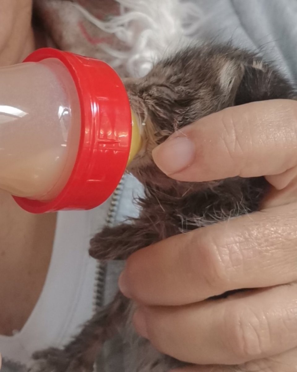 masum_gozler's tweet image. 3 minnacık bebek var.
Bakacak gönüllü buldum ama royal canin süt tozu ihtiyacı var. Yardım edebilecek var mı?
#kedisüttozu #babycats
İstanbul / beşiktaş 

@Engelsizpati