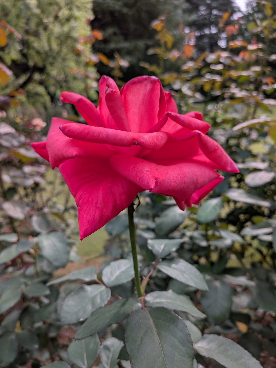 ㍿4代目赤羽ハム太郎🐹🫶 on X