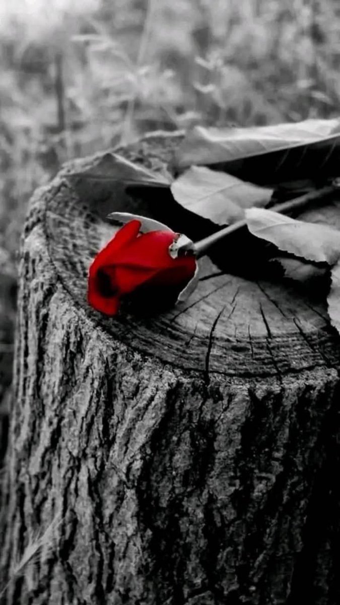 Silly_siSilly's tweet image. چند حسین یادوں کی احترام میں
مَیں خاموشی سے رخصت ہو گیا۔ 
—————————————
رحلت بصمت ..
احتراما للذكرى الجميلة ..