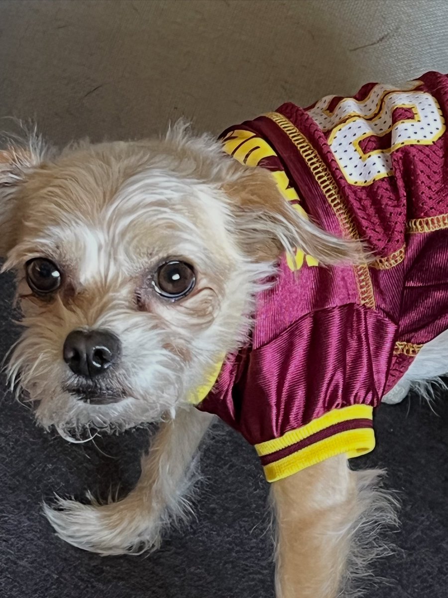 sundevilemily's tweet image. Clemson’s new ASU Football jersey #asupets #chipoo #lilclemson #phxkrugerdogs #asudogs #sundevildog @DogsPhx16964