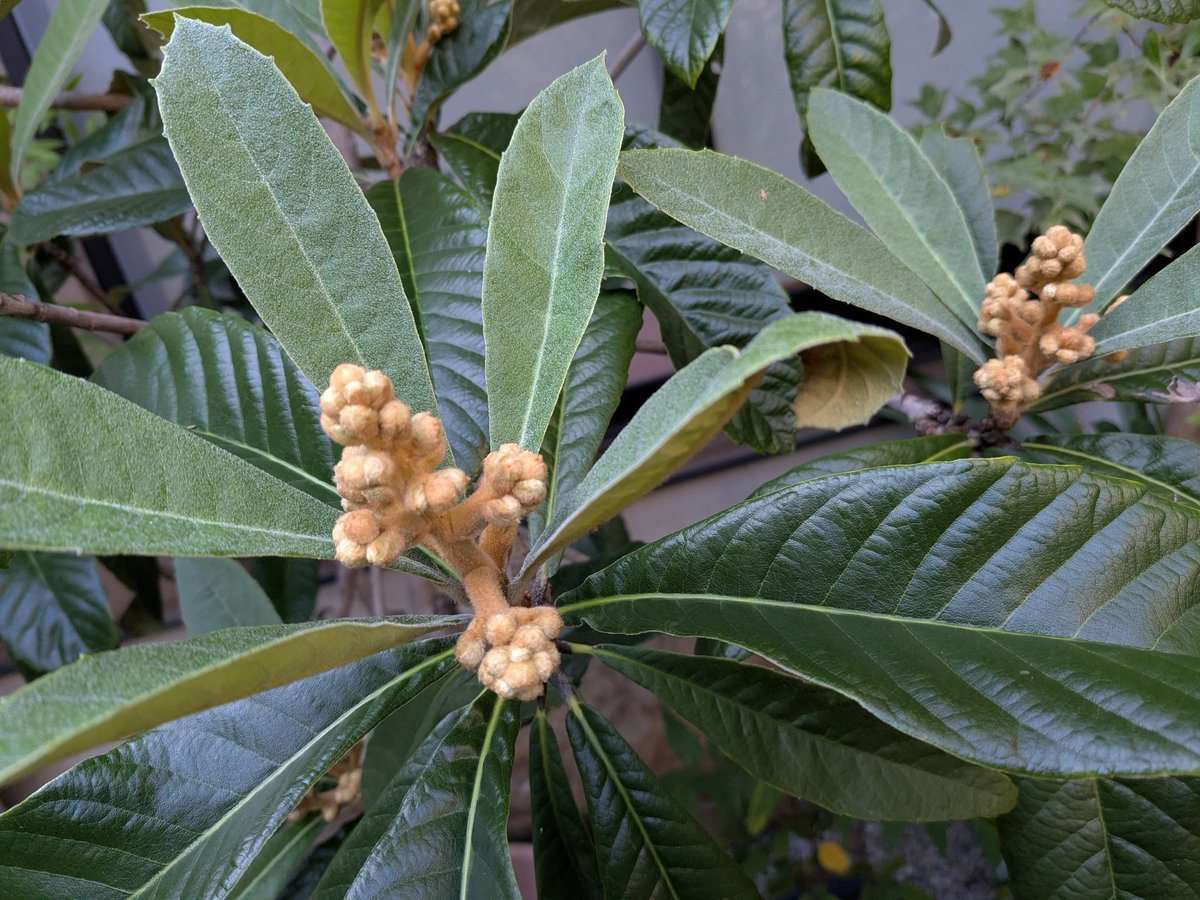 緑茶ページ 緑茶 on X