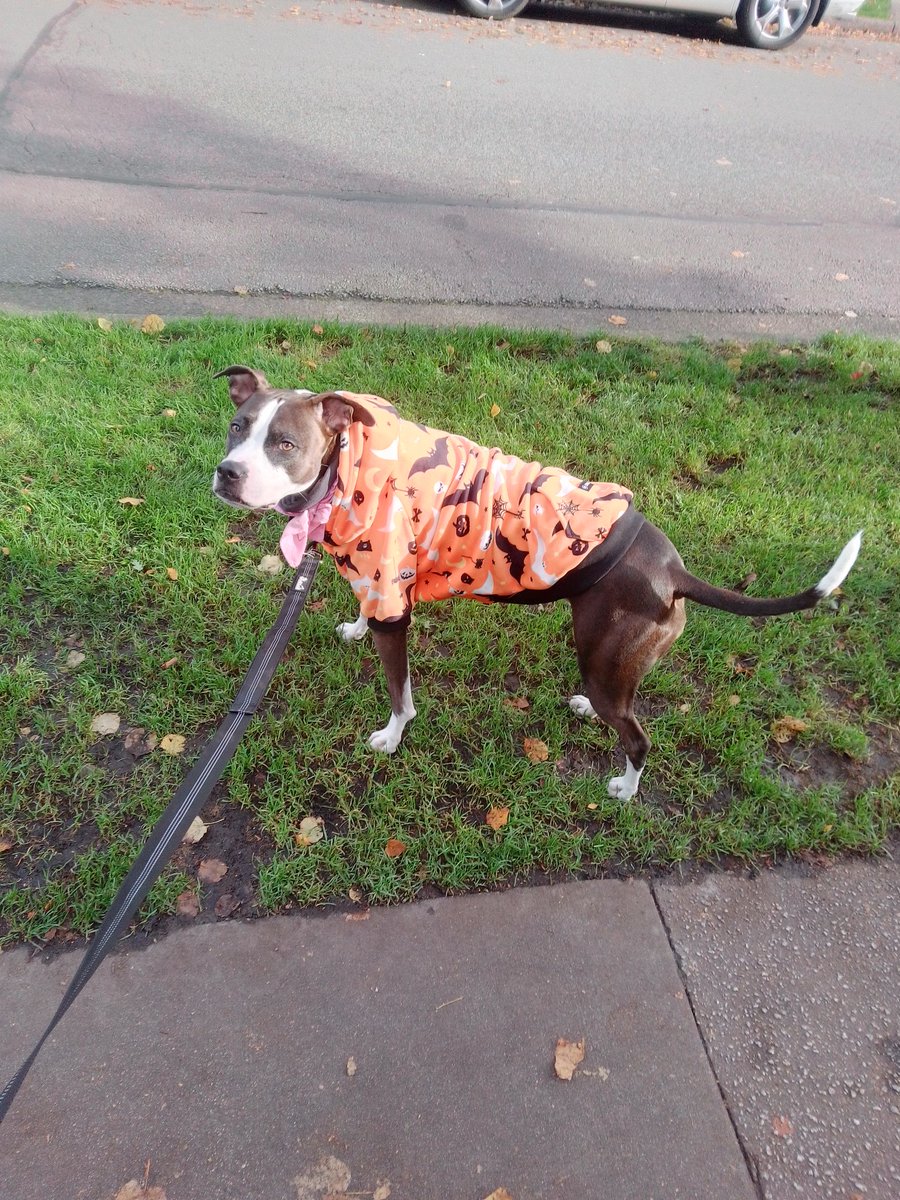 LebrockTony's tweet photo. Thur🌄Posing While Prowling
#dogpose #SparkPaws #dogs
#doghoodie #halloweentime #halloweencosplay #staffies
#MadamRiley #dogqueen https://t.co/YEaKnVgfse
