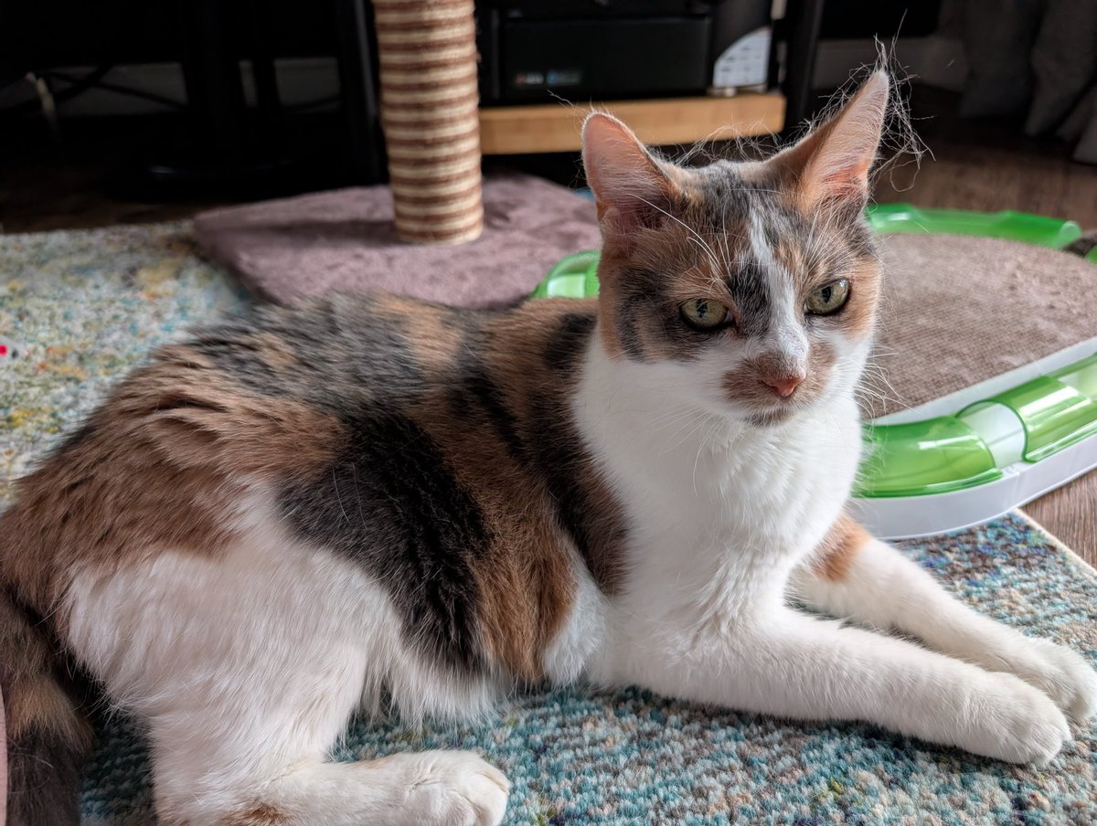 LeeEagleton's tweet photo. Yesterday we lost our beautiful Phoebe. She was the most amazing cat, made the house feel complete, a home. All she ever did was give us her warmth and attention, the best lap warmer you could ever wish for.
Love you lots Phee. https://t.co/IVItXmvl7H