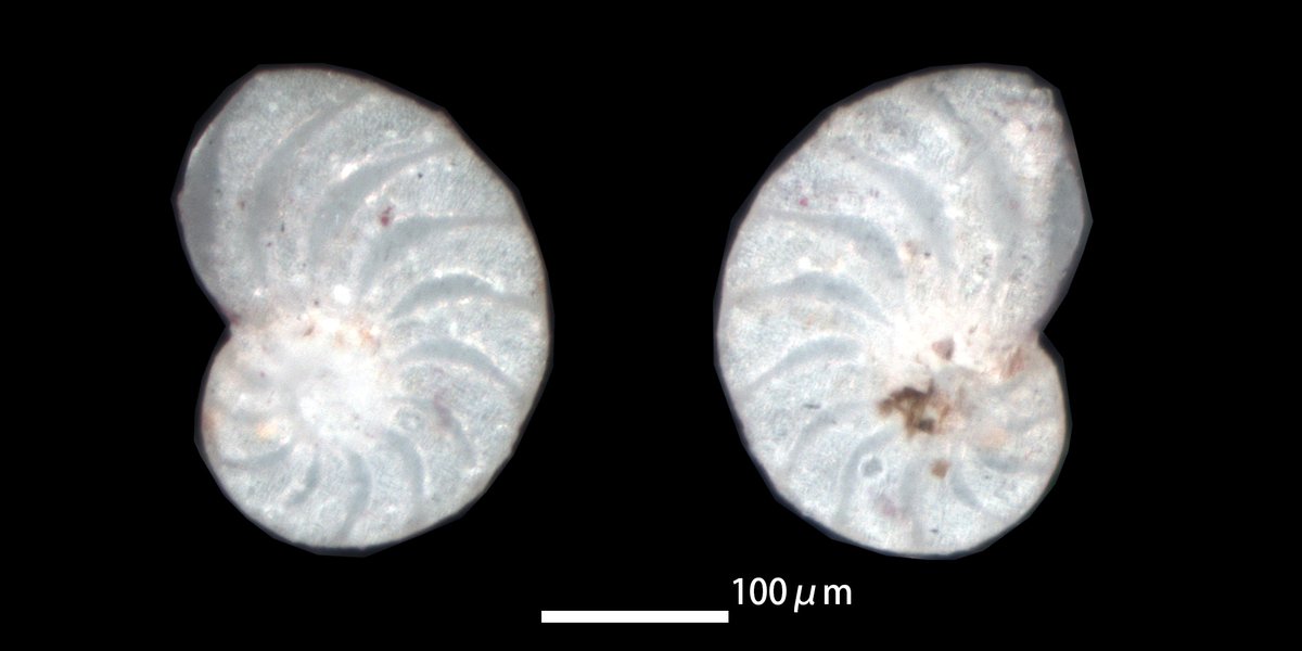 橋口 昭彦/Hashiguchi, Akihiko on X