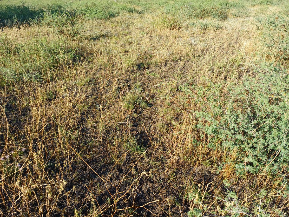Oscarthefarmer's tweet image. #asktwitter #ausag 

What pasture species would you try here?

Buffel, creeping blue grass, weeping grass and some panic in the swampy areas? 

Who is your guru?