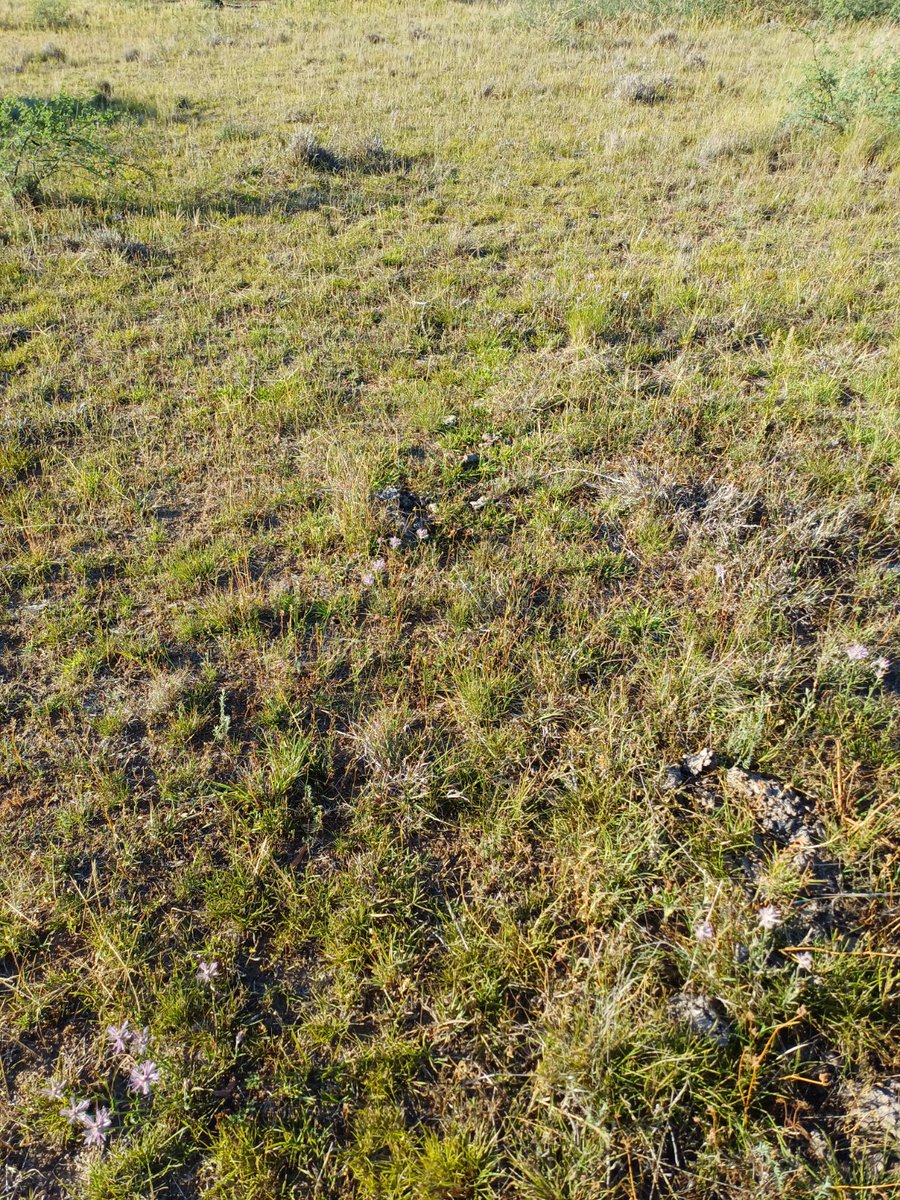 Oscarthefarmer's tweet image. #asktwitter #ausag 

What pasture species would you try here?

Buffel, creeping blue grass, weeping grass and some panic in the swampy areas? 

Who is your guru?