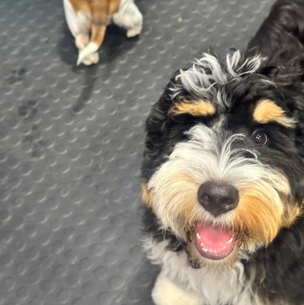 Nina super feliz em mais um dia no dog day care. Mamãe ama demais 🥺♥️