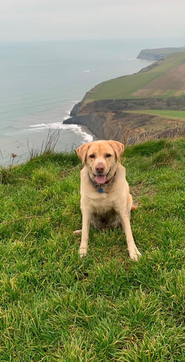 TANK is a much loved boy that is looking for a new home, been with his family since 2021, now 7 yrs old is looking locally first for a home.
He is in #Poole #Dorset. If possible they would love that he finds a home close to this area
doggydensukrescue.co.uk/rescue-applica…
#Bournemouth #Weymouth