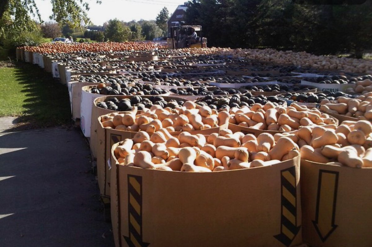 A favourite photo from my archives marking the end of October. TONS of sun-splashed squash in <a href="/NorfolkCountyCA/">Norfolk County</a> <a href="/growernews/">The Grower</a>