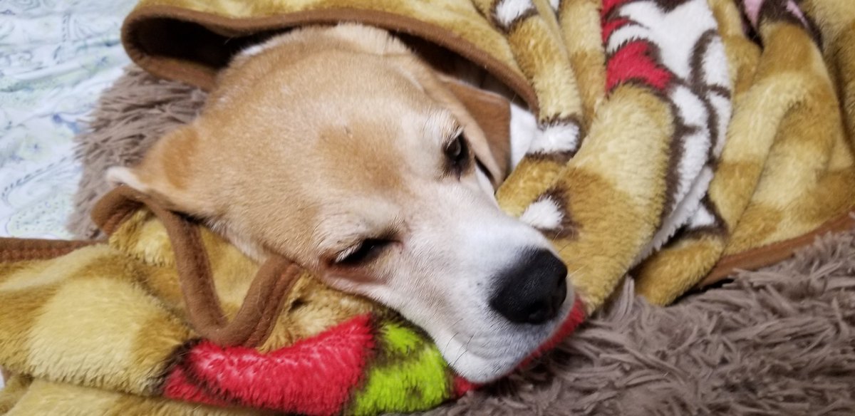 そらちゃん、起っきしたの😊

おはよう、そらちゃん。