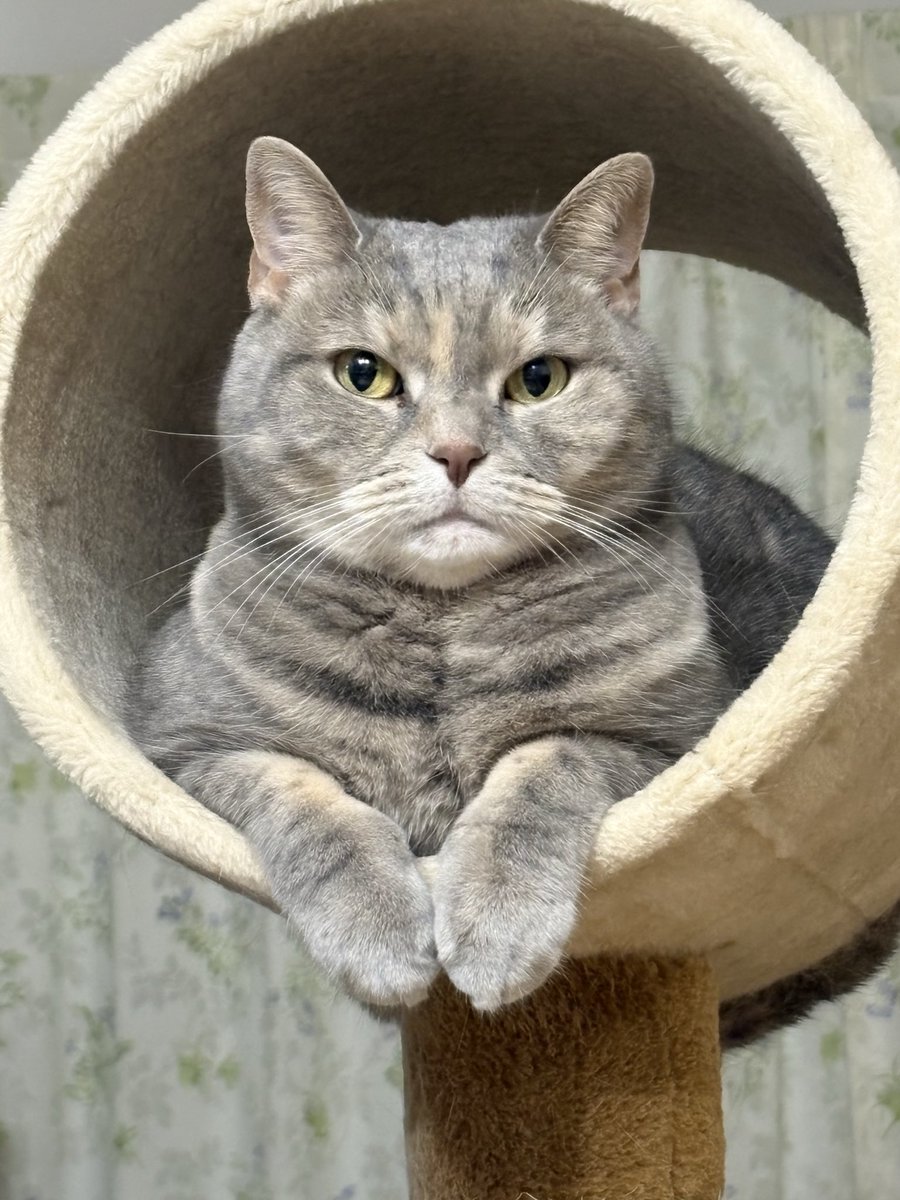 きなこページ きなこ様 きなこ様① きなこ (@ki7txt) / X