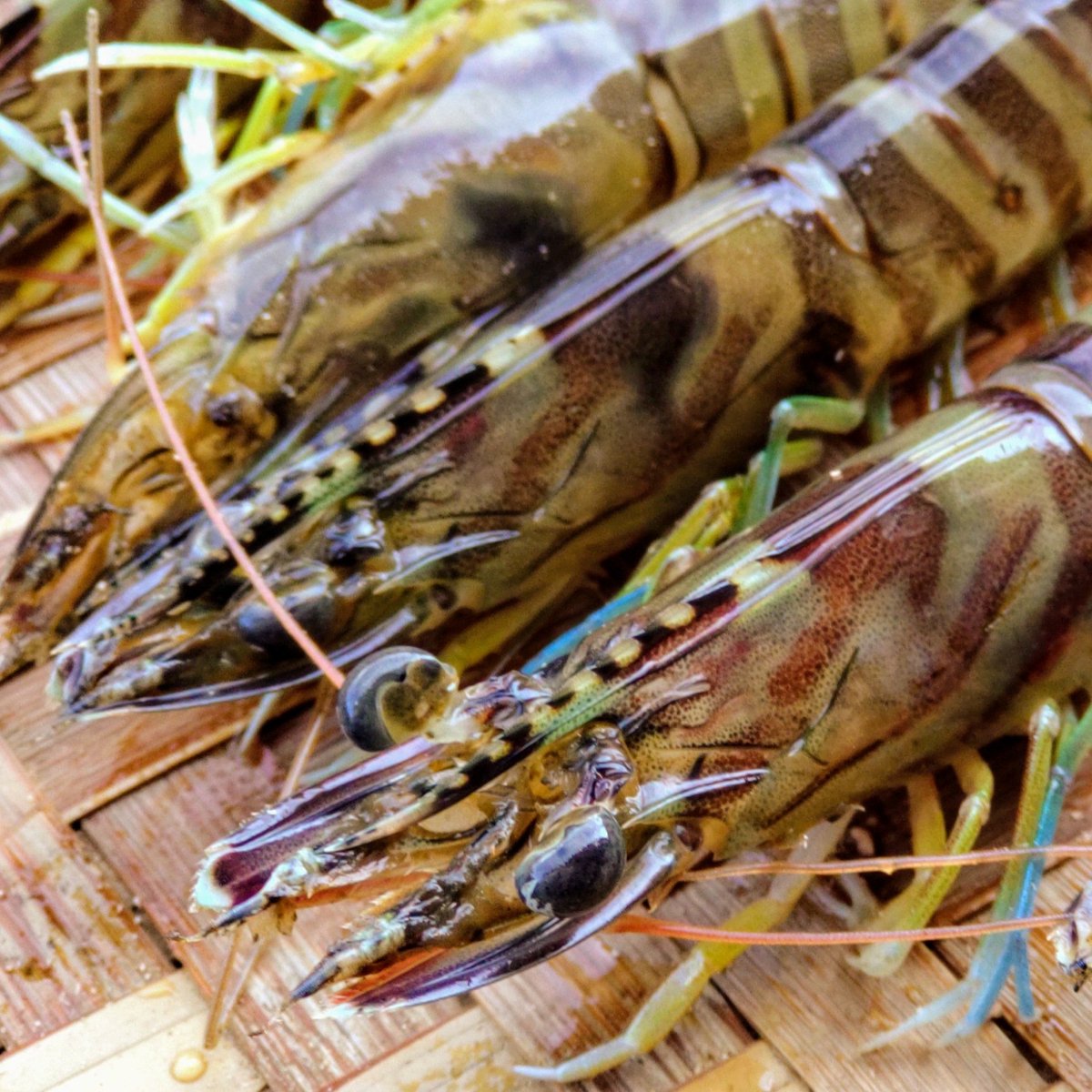 🦐お知らせ🦐
産直サイトの
📦️食べチョク
📦️ポケットマルシェ
📦️産直アウル
📦️BASEオンラインショップ
にて【予約販売】から【通常販売】がスタート✨
返礼品としても受付中です！

お歳暮や年末のご馳走に🎁
丹後のくるまえびをどうぞ🦐
詳しくはプロフのリンクから