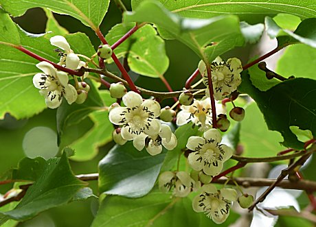 の*ん様 ❤️開花株❤️超大株❤️☘️639 【Ashwood】【ASHWOOD 𝓩𝓪𝓾𝓫𝓮𝓻 on X