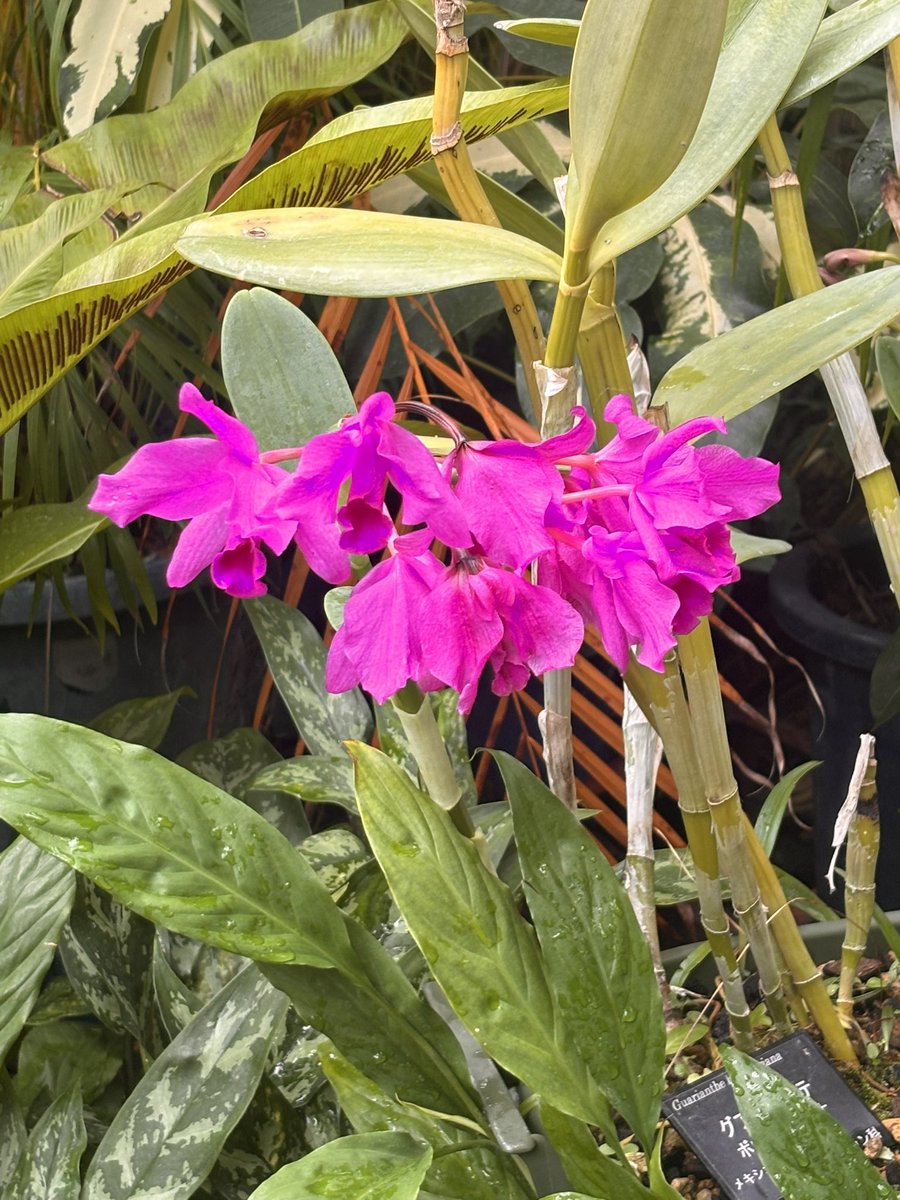 あっちゃん(・ω・人)゛プロフ様の専用ページ あっちゃん(・ω・人)゛