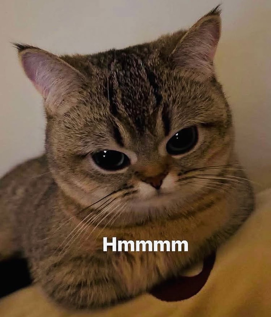 Catsillyness's tweet image. Hmmm