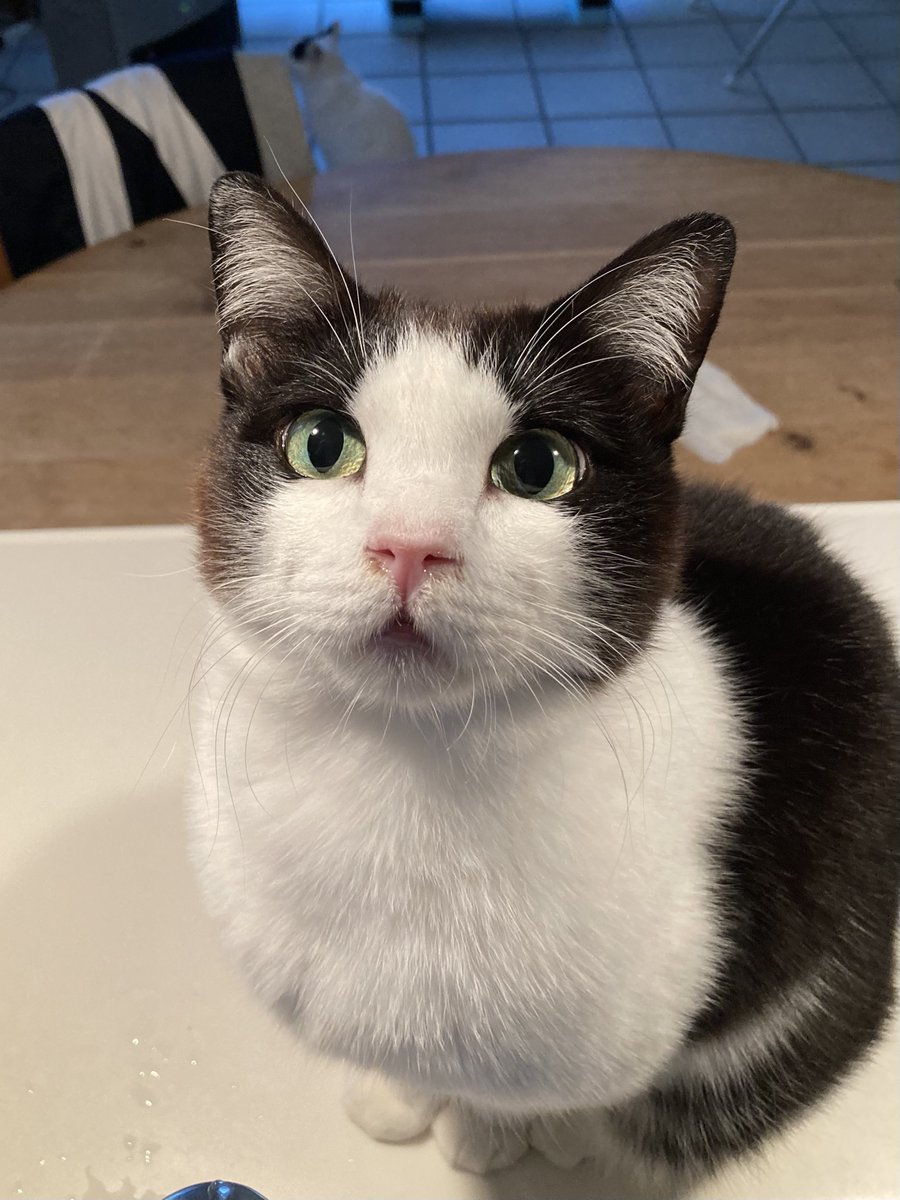 ネコ様 ネコさま (@kuro_nekosama) / Posts / X