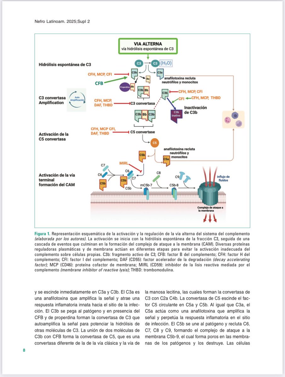 Les comparto Consenso Latinoamericano de SHUa. Felicitaciones a todos los colegas que participaron . <a href="/SLANH_/">SLANH</a>  <a href="/Nefrocl/">Sociedad Chilena de Nefrología</a> <a href="/SLANHJoven/">SLANH Joven</a> <a href="/RevNefLatam/">Revista Nefrología Latinoamericana</a> <a href="/asocolnefmedios/">Asociación Colombiana de Nefrología</a> <a href="/institutoslanh/">Instituto SLANH</a> <a href="/Alanepe1/">Alanepe</a> .  Link : nefrologialatinoamericana.com/?indice=202522….