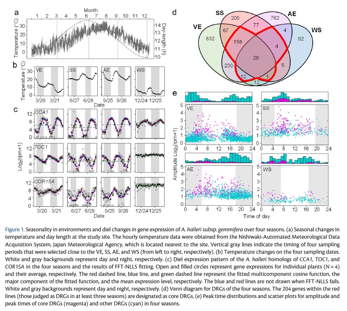 PCP_EIC's tweet photo. 📗From latest PCP: Regular Paper💐
💫Open Access 💫Featured on the Cover
'Coincidence of the threshold temperature of seasonal switching for diel transcriptomic oscillations and growth'
Muranaka et al.
https://t.co/64qKCJJz9R
#CircadianClock #TemperatureResponse #Plantsci https://t.co/goNKP2P3bA