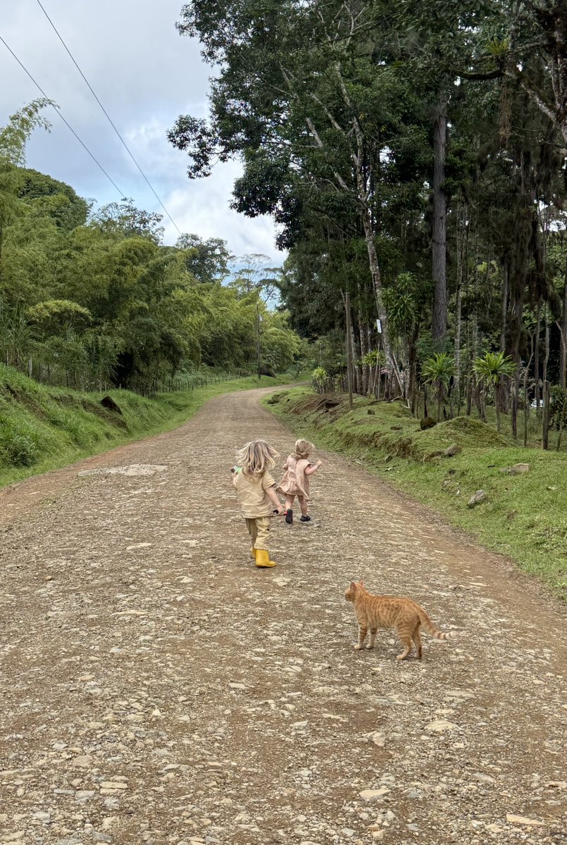 hennool's tweet image. Our cats usually join us when we go for a walk in the jungle. They just follow along—it's pretty cute. Guardian spirits 🐈🐈