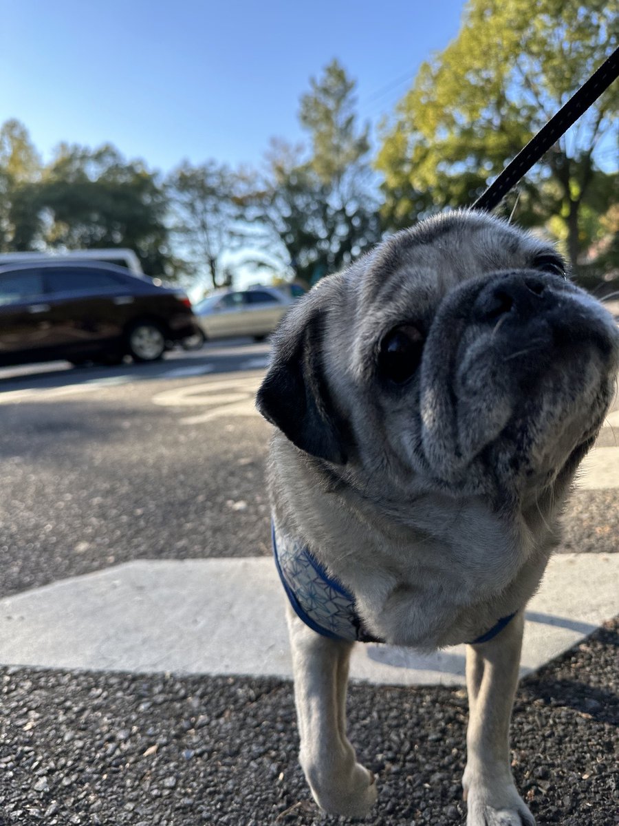 へいぽー（いぬカワbot） (@hey_po_XX) / Posts / X