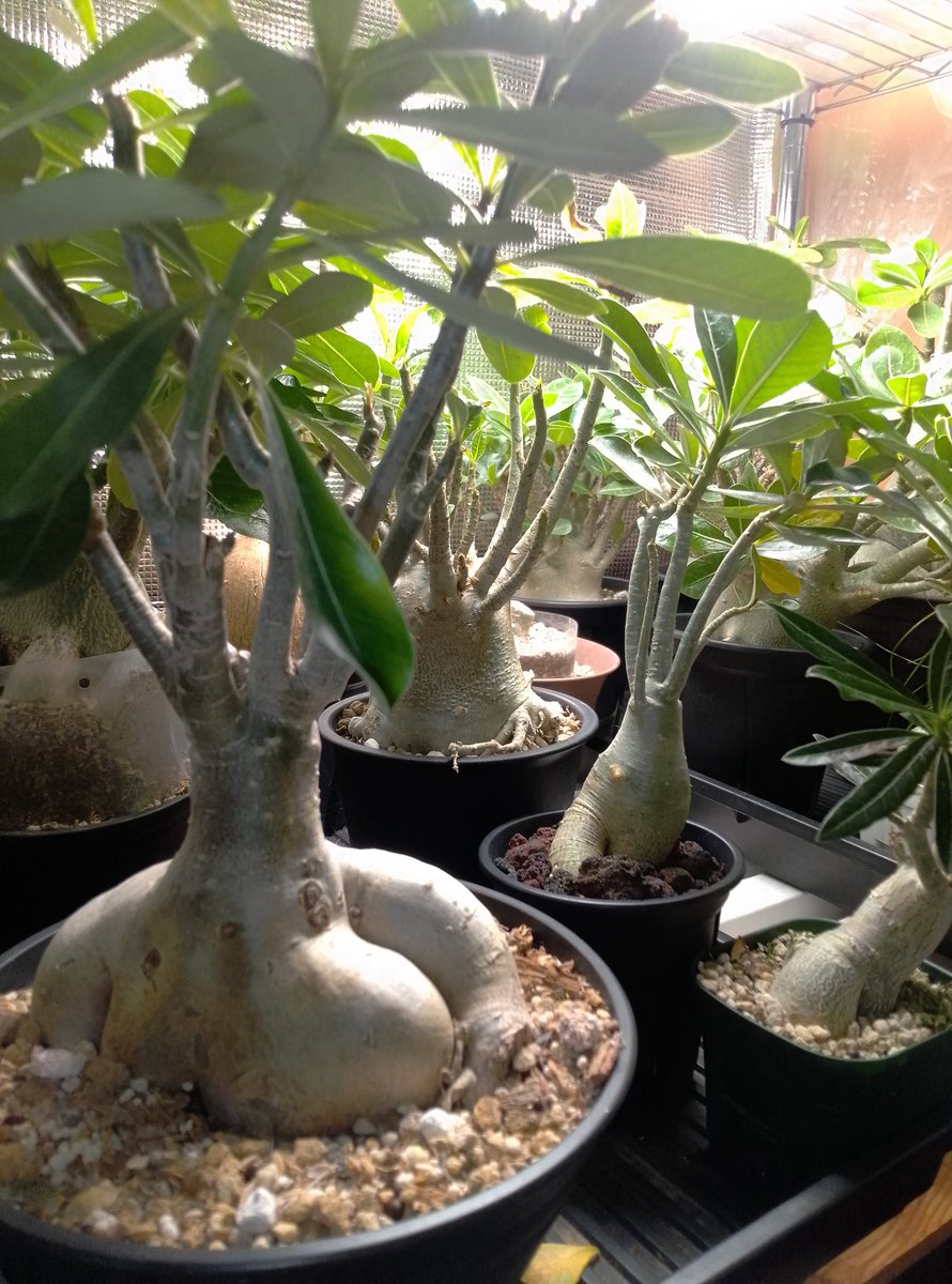 トッピアデニウム研究所 (@ylXf9n8E9I4943) / Posts / X