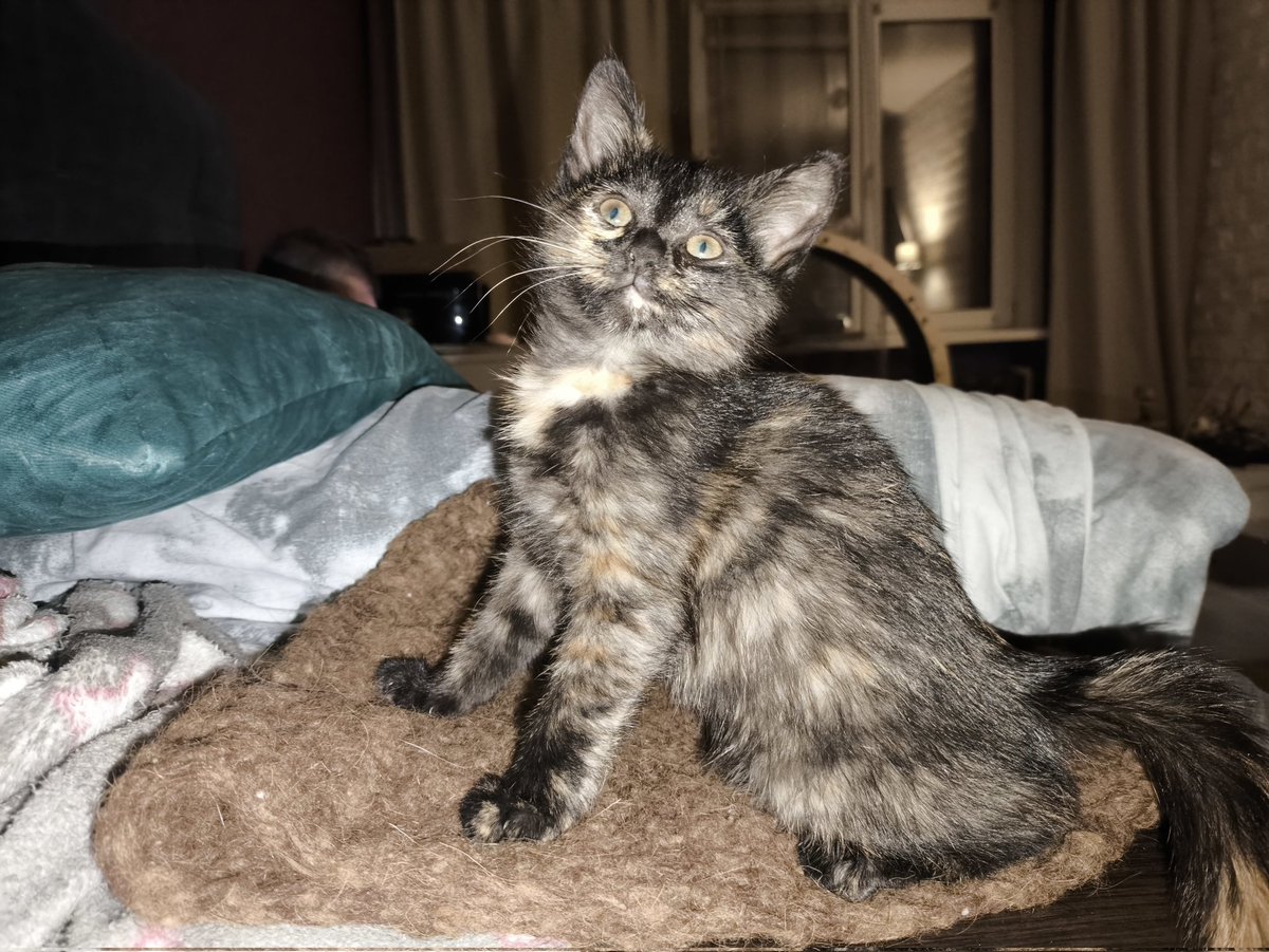 RustamAmirov6's tweet image. В последние пару дней лента тви принесла много грустных и ужасных новостей о гибели четвероногих друзей. Обнимаю своих кошек крепче прежнего. Брауни у меня вторую неделю, набрала уже 300 грамм, подружилась с остальными котами. Решил оставить у себя такое чудо