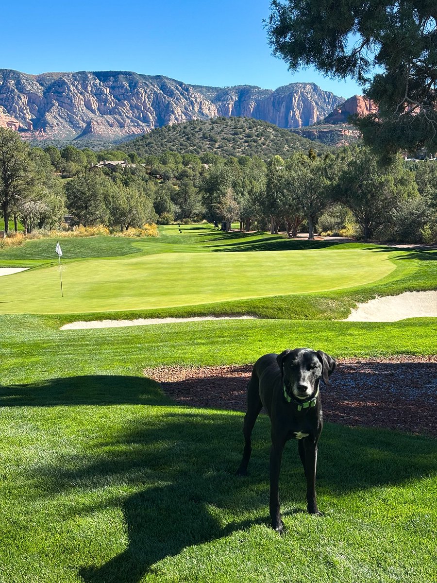 Safe to say Barley boy enjoyed spending some time at Seven Canyons yesterday, he got to hang out with all of his friends on the crew and got lots of pets from the members. Everyone sure does miss seeing him on the course!