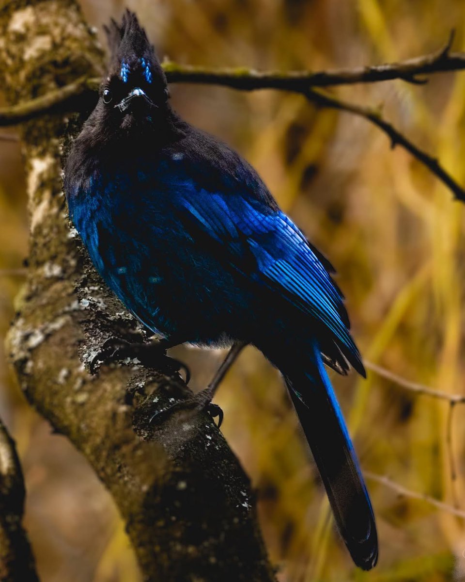 Let's go #BlueJays 📣 One game away from a World Series win! 

(We have a few Blue Jays of our own in Richmond. Here's a great capture by photographer Tim at Richmond Nature Park.)

📷 : cedarwestphotography (In)

<a href="/BlueJays/">Toronto Blue Jays</a> #WorldSeries #RichmondBC