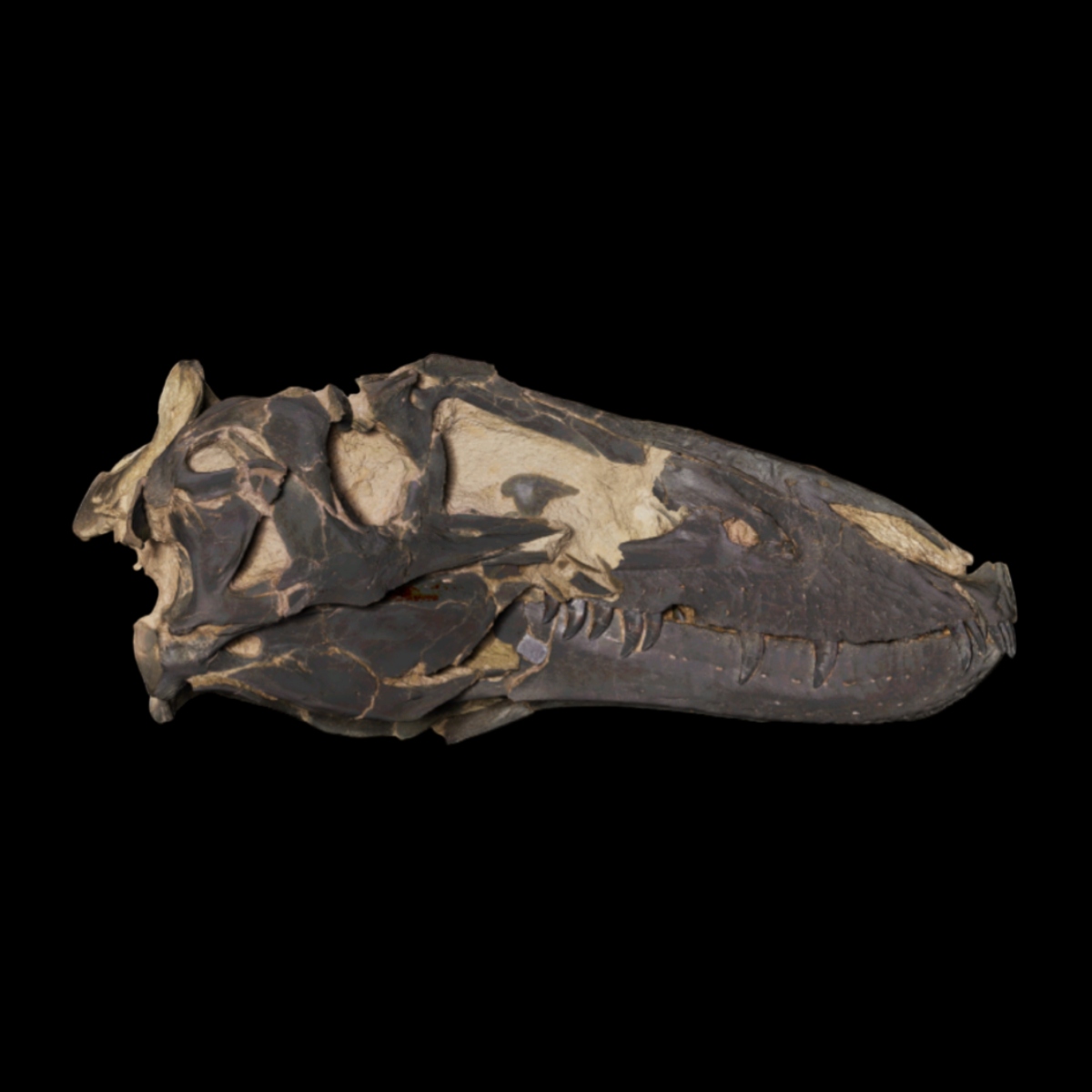 다 자란 나노티라누스(Nanotyrannus)가 확인됐다. 나노티라누스는 존재했다.

Zanno, L.E., Napoli, J.G., 2025. Nanotyrannus and Tyrannosaurus coexisted at the close of the Cretaceous. Nature. doi.org/10.1038/s41586…