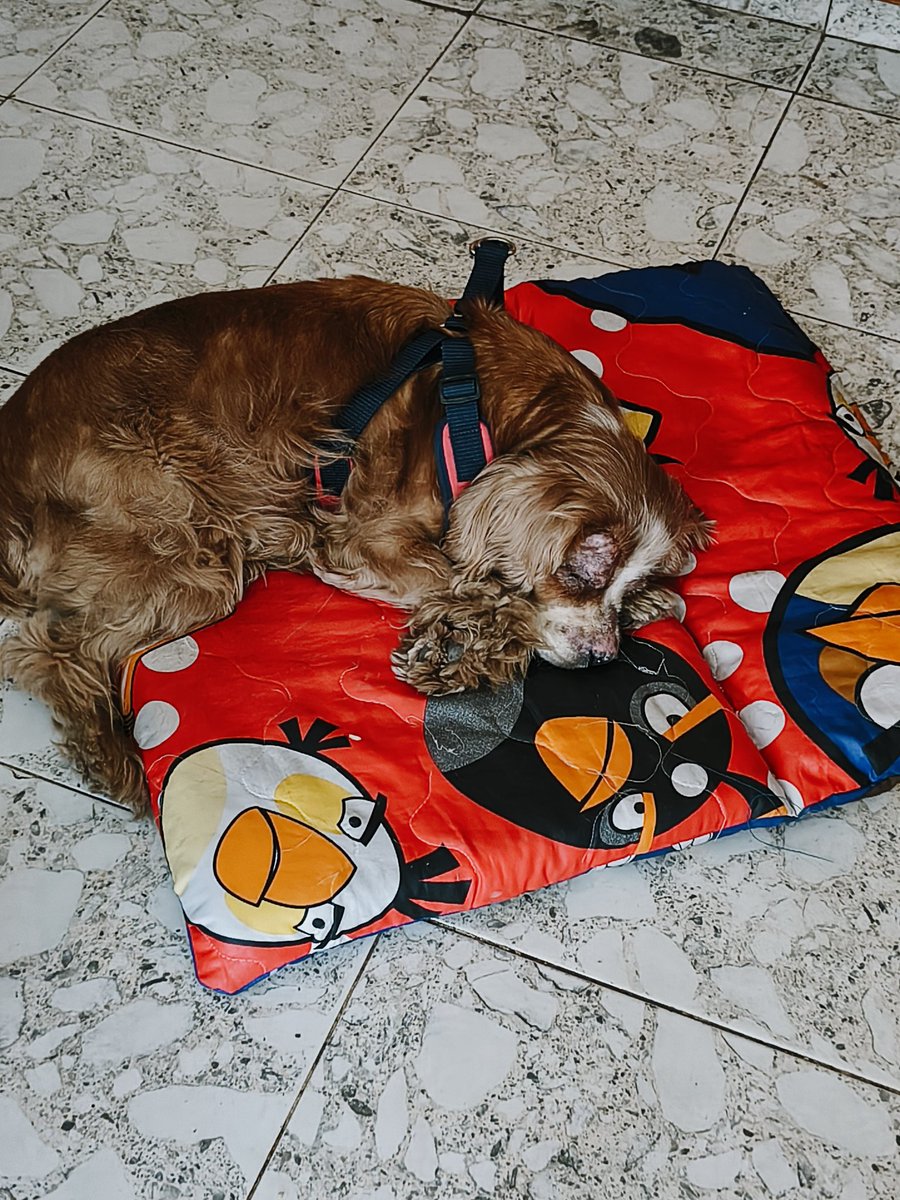 Actualización: está regio, consentido, hay problemas de hacerce chichi dónde no debe pero ahí vamos solucionando, ladra con los demás perros, y mueve esa colita con una ternura única.
El sábado tenemos cita con el veterinario.