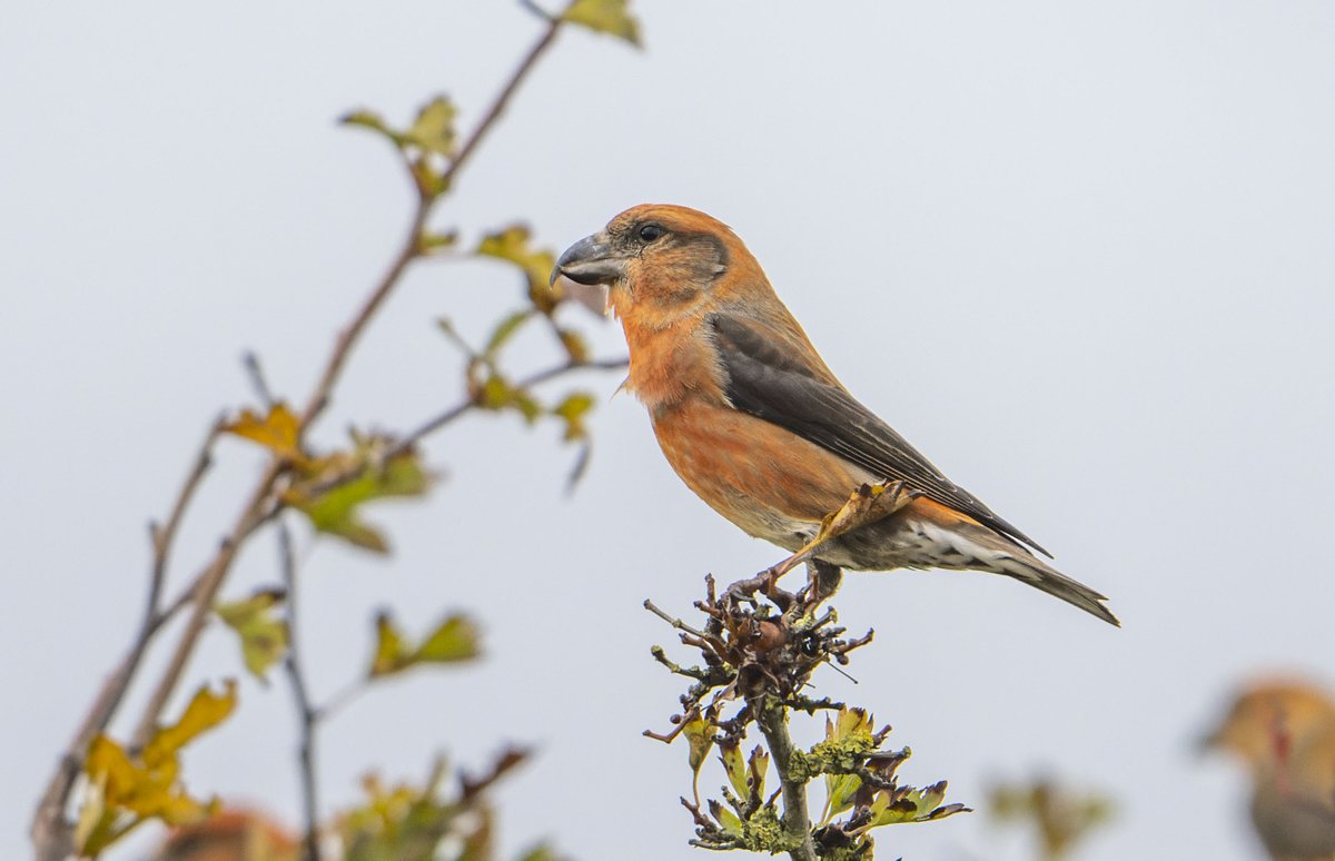 Les Cater Wildlife photographer tweet media