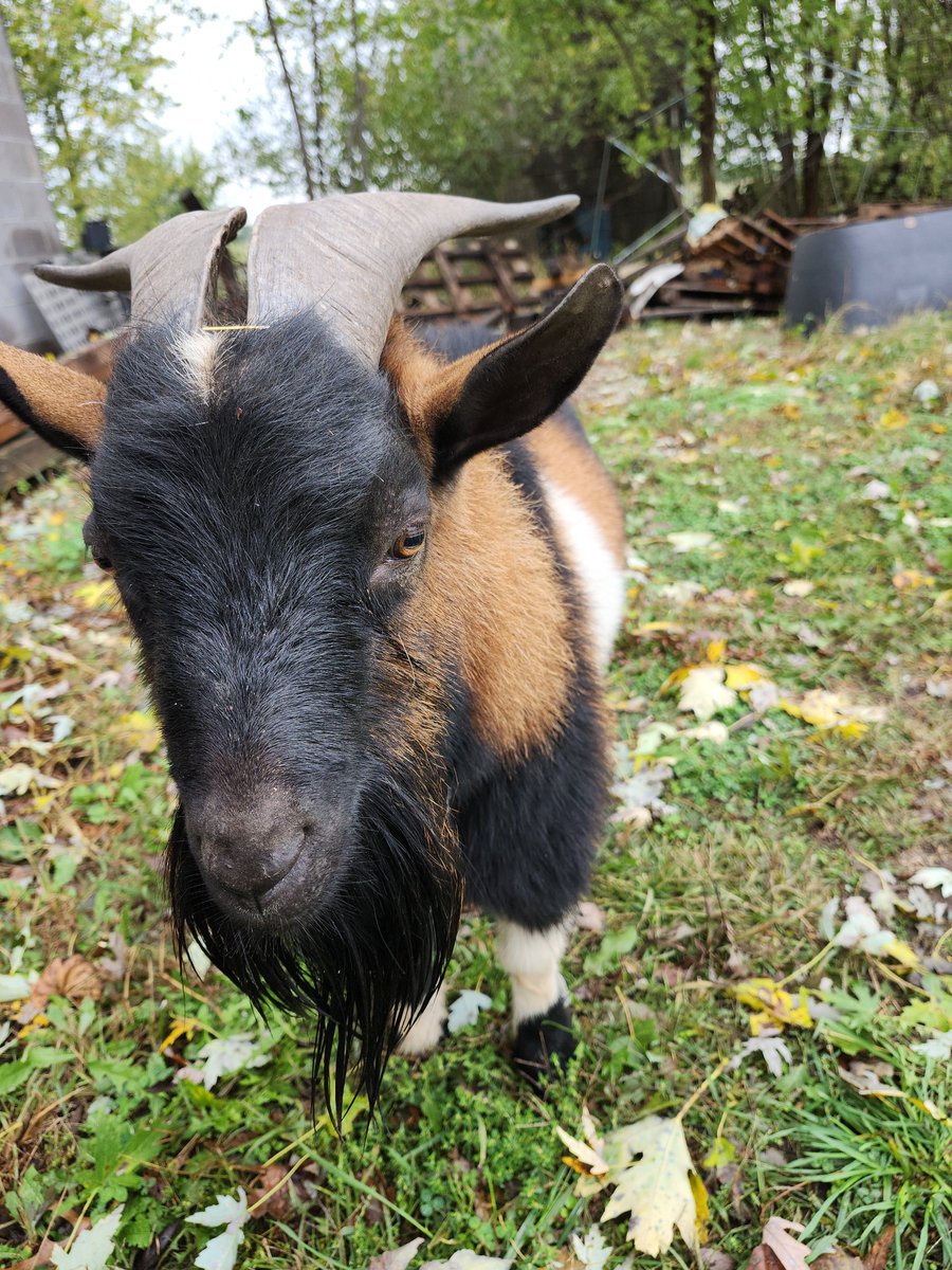 I was sitting here just about to doze off for a nap. I was startled awake by pounding on the door. I go see what the hell the commotion is all about. He wanted inside  because he thinks he's a house goat. I love my little chaos machine even though he's a menace to society.