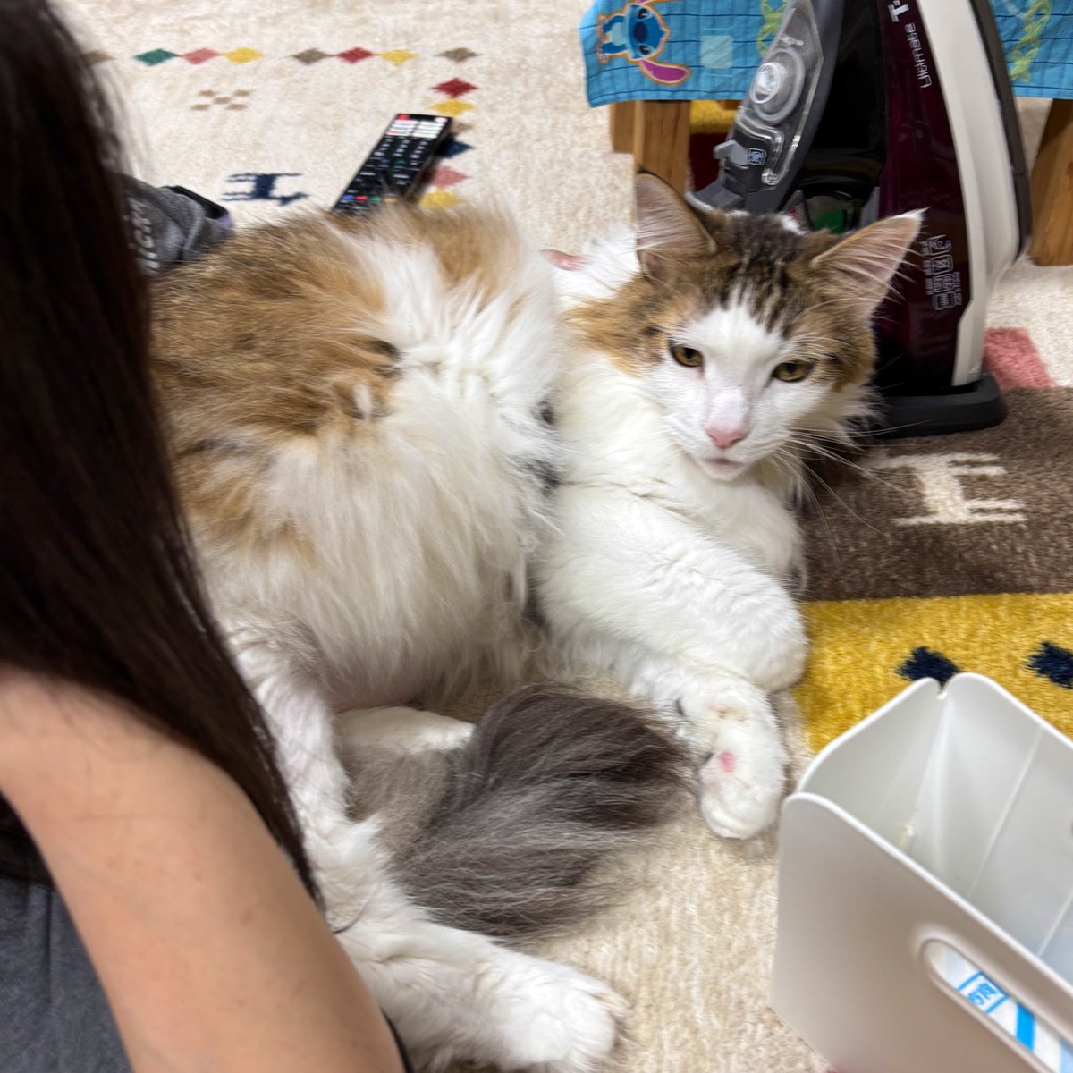 ニャンコスキー38over40 on X