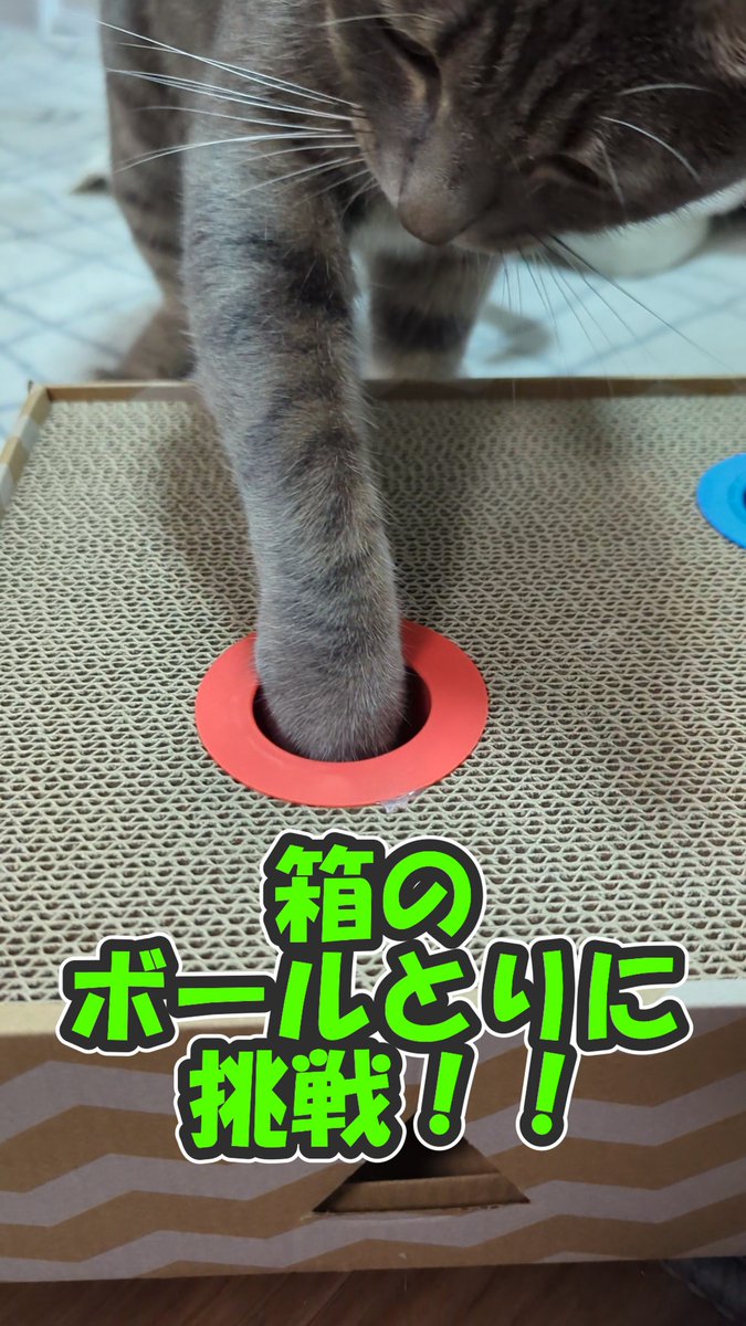 きじねこのきじお ななもも (@kiji1674) • Threads, Say more