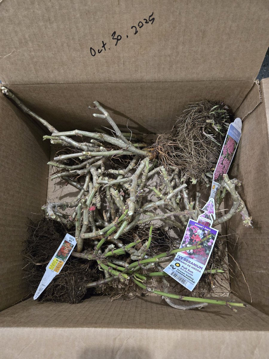 EunnieM's tweet image. Winterizing Geraniums, Ivy Geraniums, Salvia, and Achillea. This is my first attempt, so we will see if I can keep them alive over the winter and make them bloom again next spring! If I do, I should throw a big spring party to celebrate! #winterizing #winterizingplants