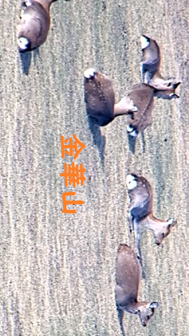 鯨の歯 コレクション 写真を見て確認願います。詳しくはコメントで