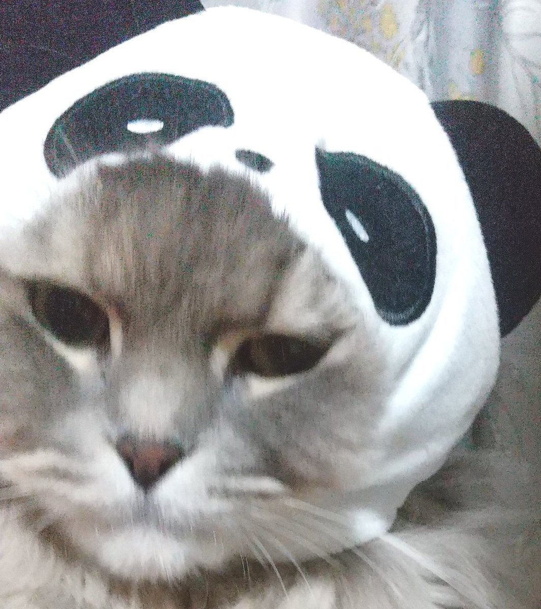 みぃふ様 楽天市場】【3日間限定 最大29倍】【180日保証】 ハンディファン