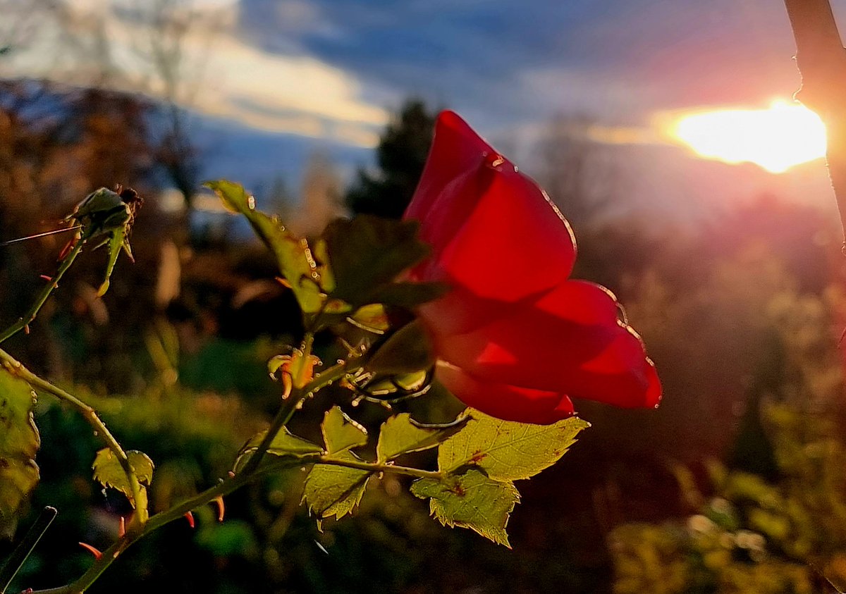 Im Abendlicht tanzen die Mücken ... wenn man genau hinschaut sieht man 😉