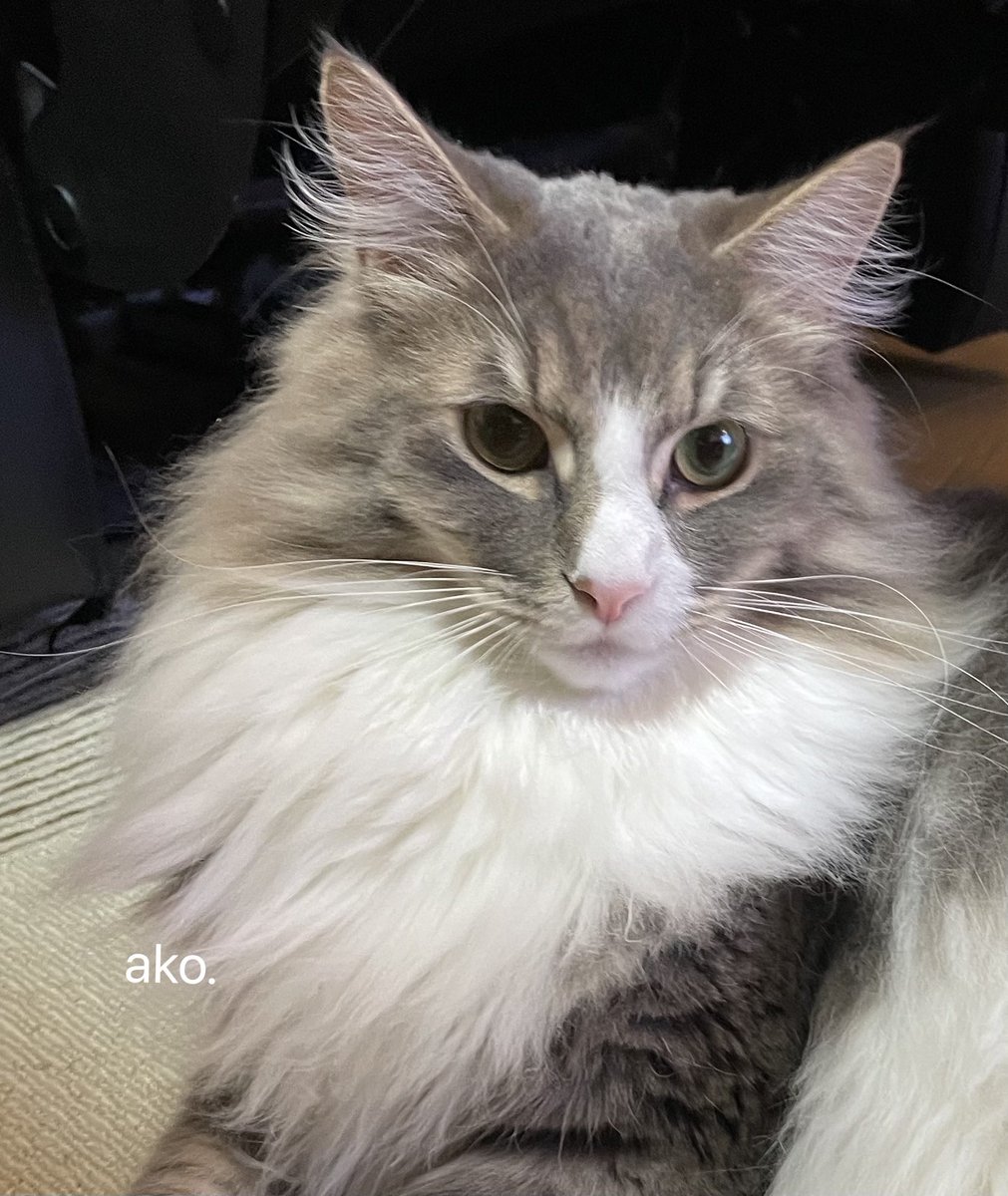 來夢ページ 来夢 (@k2kBcTiP82T4D13) / Posts / X