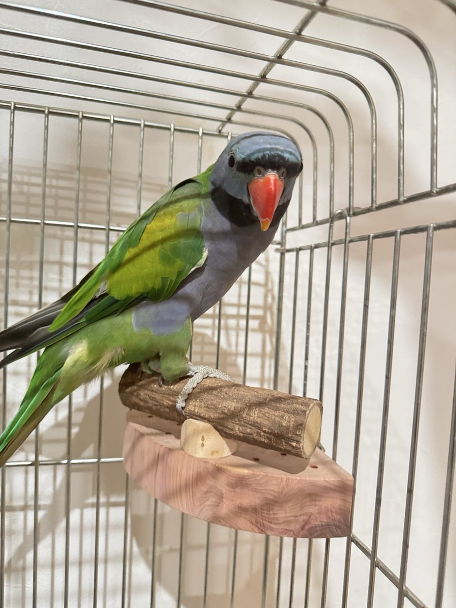 ひよこ豆@鳥豆堂【バードアスレチック・カクタスパーチ