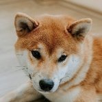 $DOGE token is launching soon ....doogooe.online🚀 

First 1,000 Address Receive 100,000 $DOGE

Follow, like, RT (Drop your $SOL wallet)

Snapshot in 12 hours get ready ⏰ 

#SolanaAirdrop