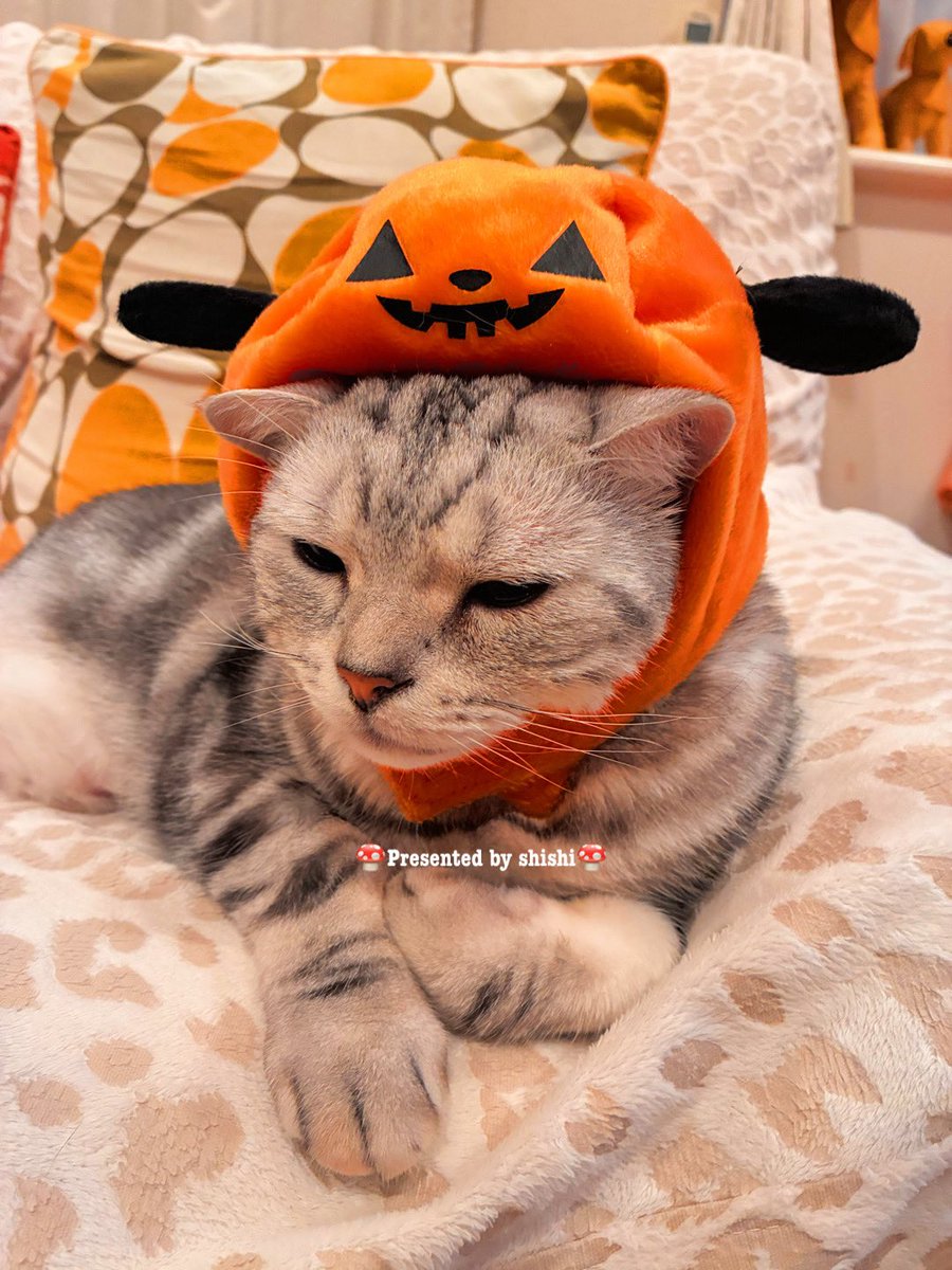 #はっぴいはろうぃん🎃

ねむたいあんちゃん🐈