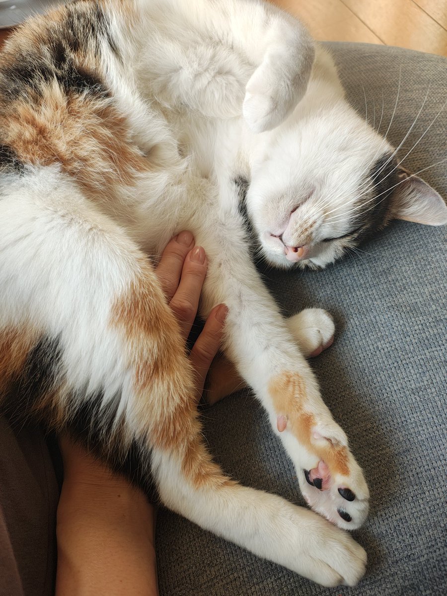 maymikecat's tweet photo. おはようございません☀
朝から手が幸せ

#猫 #縞三毛 #猫のいる生活 #猫のいる幸せ #保護猫 https://t.co/pCda1Mp2ji